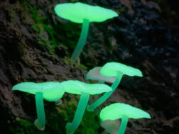 Mushroom activity seen through a night lens (Courtesy photo)