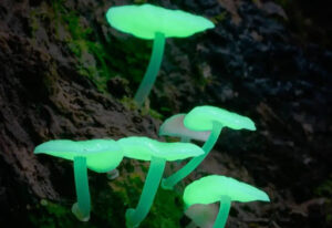 Mushroom activity seen through a night lens (Courtesy photo)